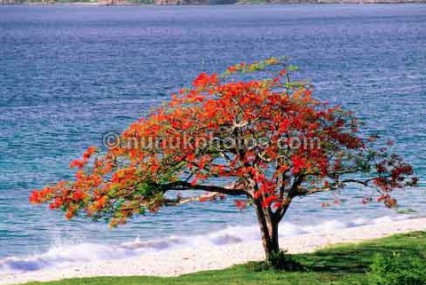 flamboyant-tree-seashore-pv